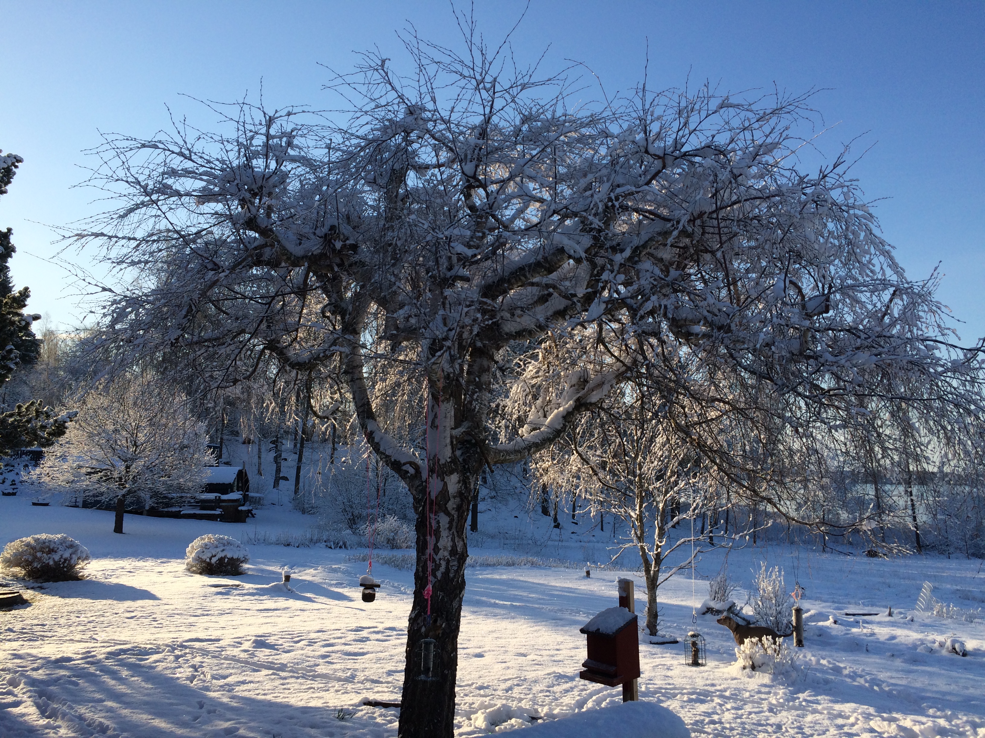 Winter-tree